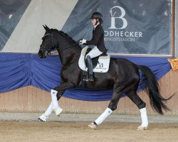 dressage horse Flashback's Symphony (Rhinelander, 2017, from Flashback 8)