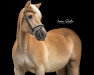 Dressurpferd Alex (Haflinger, 2004, von Arkansas)