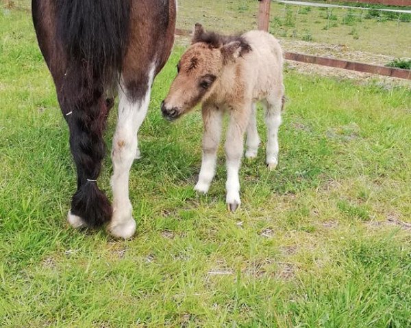 Pferd Heavens Devil vom Heumoor (Shetland Pony (unter 87 cm), 2020, von Hummer van Stal Polderzicht)