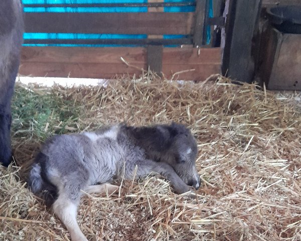 horse Herzzauber vom Heumoor (Shetland pony (under 87 cm), 2021, from Hummer van Stal Polderzicht)