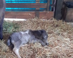 Pferd Herzzauber vom Heumoor (Shetland Pony (unter 87 cm), 2021, von Hummer van Stal Polderzicht)