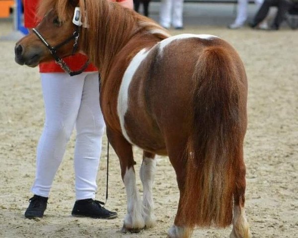 Zuchtstute Clarie v t Kampje (Shetland Pony, 2009, von Olympic v. Stal`t Hurkske)