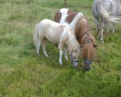 broodmare Cinderella (Shetland pony (under 87 cm), 2017)