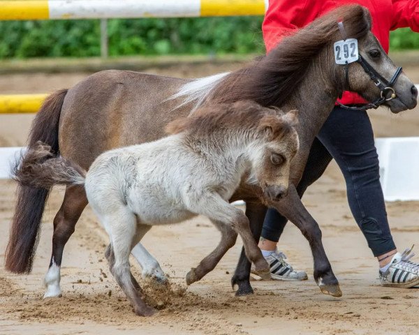 Pferd Hokuspokus vom Heumoor (Shetland Pony (unter 87 cm), 2022, von Niederbroks Hui-Buh)