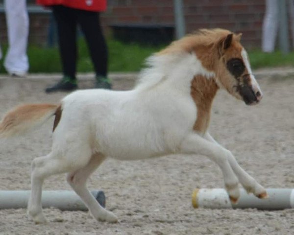 Pferd Cascada vom Heumoor (Shetland Pony (unter 87 cm), 2021, von Hummer van Stal Polderzicht)