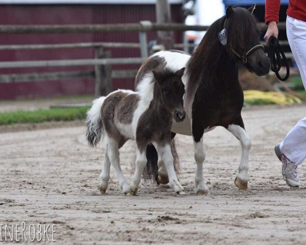 Deckhengst Golden Butterfly (Shetland Pony (unter 87 cm), 2018, von Golden Nugget vom Haselbusch)