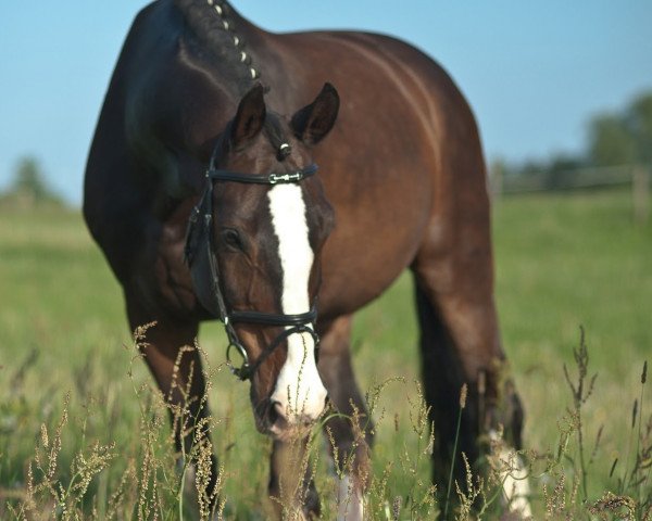 horse Peter Pan 123 (Brandenburg, 1996, from Paradiesvogel)