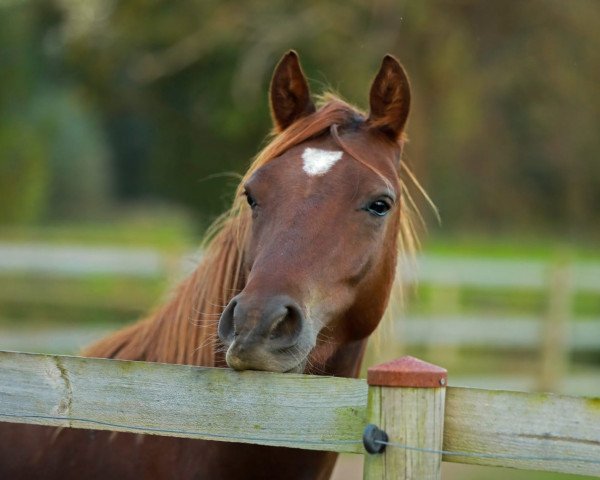 dressage horse Glückskeks PC (German Riding Pony, 2021, from Genesis BL)