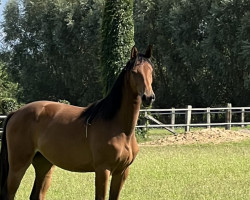 Springpferd Hazel one Eye M (Westfale, 2022, von Hickstead Blue)