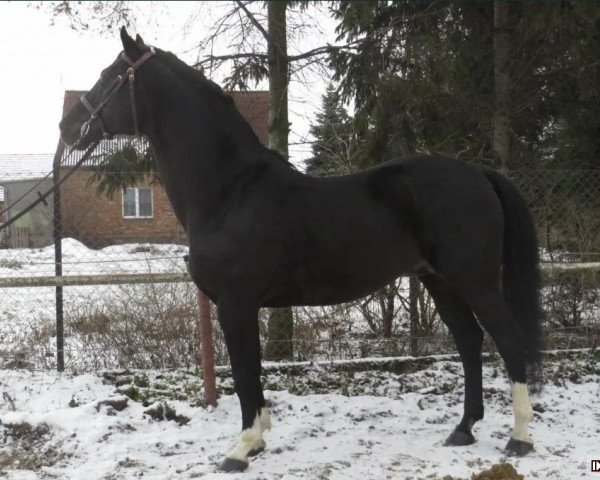 stallion Ulco (Dutch Warmblood, 2001, from Voltaire)