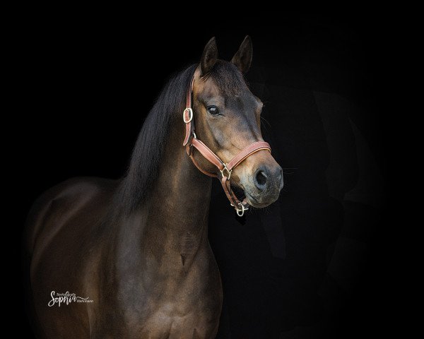 broodmare Die feine Lola (German Riding Pony, 2009, from Der feine Lord AT)