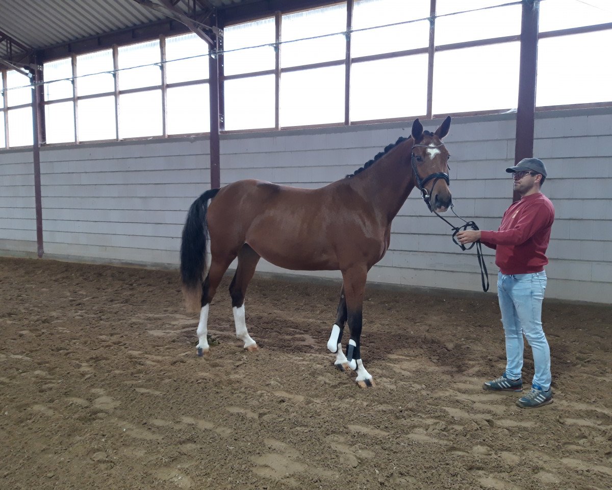 jumper GRAEFIN V. KUEHDORF DB (German Sport Horse, 2018, from Chapeau Ciaco)