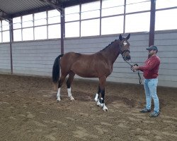 Springpferd Gräfin V. Kühdorf Db (Deutsches Sportpferd, 2018, von Chapeau Ciaco)