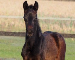 foal by Cafe's Benita (Oldenburg, 2024, from Cafe au lait 2)