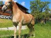 Springpferd Starship A (Haflinger, 2017, von Starlook)