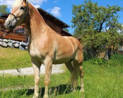 Springpferd Starship A (Haflinger, 2017, von Starlook)