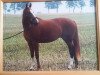 broodmare Windspiel (Thuringia, 1993, from Legato)