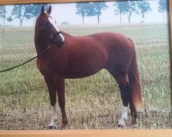 broodmare Windspiel (Thuringia, 1993, from Legato)