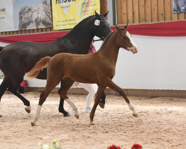 dressage horse Whisper Kiss (German Riding Pony,  , from Der Kleine Leonardo)