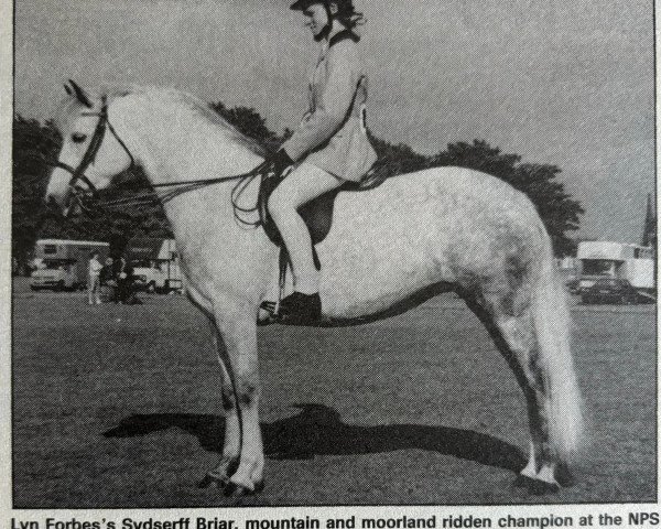 Zuchtstute Sydserff Briar (Connemara-Pony, 1981, von King's Ransom)