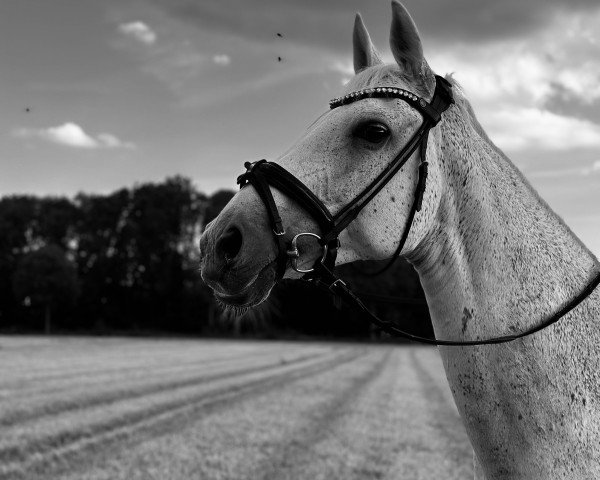 broodmare Kaiserin (Hanoverian, 2007, from Kaiserkult TSF)