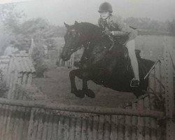 horse Lennel Grouse (British Riding Pony,  , from Yealand Nemesis)