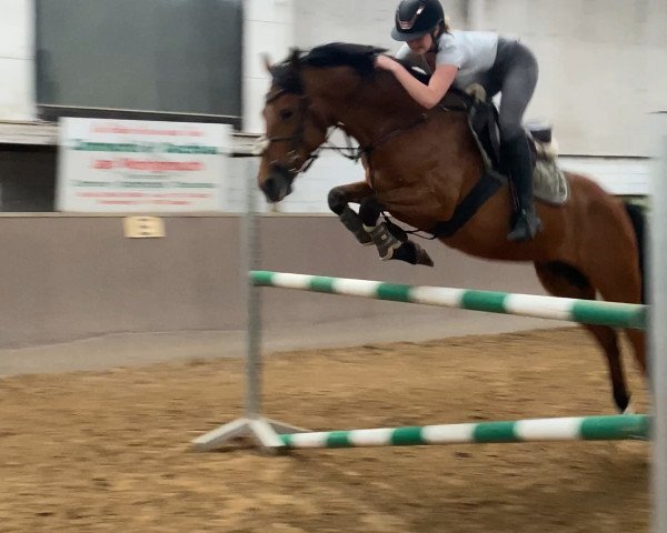 dressage horse Bounty (German Riding Pony, 2011, from Botan 2)