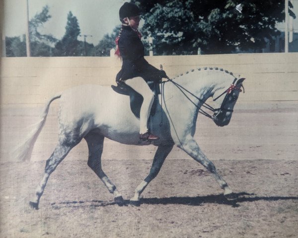 Pferd Barkway Felicity (Welsh Pony (Sek.B), 1988, von Orielton Aristocrat)