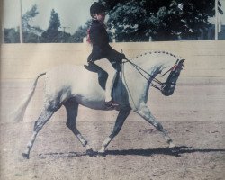 horse Barkway Felicity (Welsh-Pony (Section B), 1988, from Orielton Aristocrat)