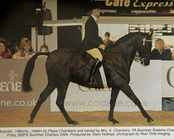 horse Yealand Quixotic (British Riding Pony, 1993, from Botingelle Swan Song)