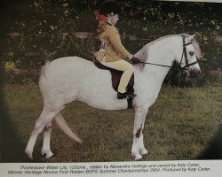 Pferd Thistledown Waterlily (Welsh Mountain Pony (Sek.A), 2000, von Waxwing Hurricane)