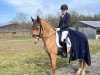 dressage horse Da Vinci V (German Riding Pony, 2012, from Don Dolino)