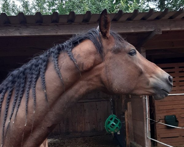 dressage horse Mr. Minero (Trakehner, 2021, from Sir Easy)