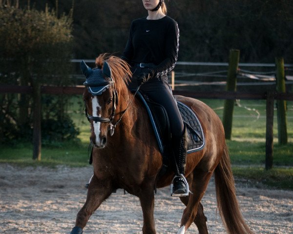 dressage horse Villazon CR (German Riding Pony, 2009, from Voyager 2)