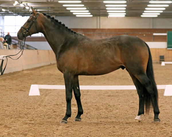 stallion Don Henry 225 FIN (Hanoverian, 2017, from Dancier)