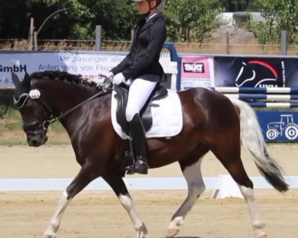 dressage horse Zorro 407 (Pony without race description, 2009)