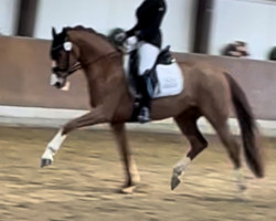 dressage horse Echte Liebe (German Warmblood, 2020, from Escamillo)