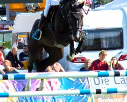 jumper Greta (German Sport Horse, 2016, from Balou du Rouet)