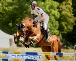 broodmare Annifrid (Oldenburg, 2013, from Balou du Rouet)