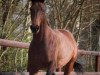 broodmare Querida 43 (Westphalian, 2004, from Quidam's Rubin)