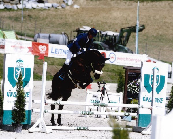 jumper Cornelio 2 (Holsteiner, 2017, from Cornet De Lux)