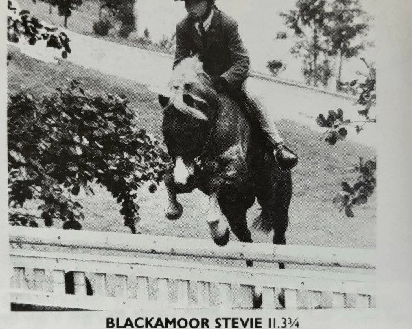 Pferd Blackamoor Stevie (Welsh Mountain Pony (Sek.A), 1978, von Revel South Drift)