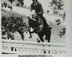 horse Blackamoor Stevie (Welsh mountain pony (SEK.A), 1978, from Revel South Drift)