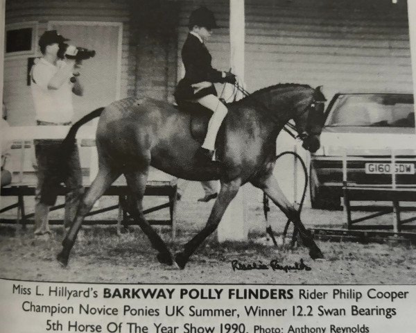 horse Barkway Polly Flinders (Welsh Partbred, 1986, from Teilwood Scorpio)