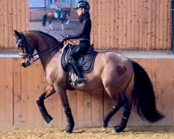 dressage horse L³tte L³tt (Holsteiner, 2016, from Quiran)