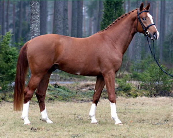 dressage horse Sandro Sil 136 FIN (Finnish Warmblood, 2005, from Sir Donnerhall I)