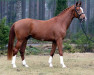 dressage horse Sandro Sil 136 FIN (Finnish Warmblood, 2005, from Sir Donnerhall I)