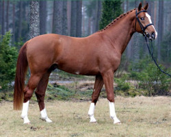 Dressurpferd Sandro Sil 136 FIN (Finnisches Warmblut, 2005, von Sir Donnerhall I)