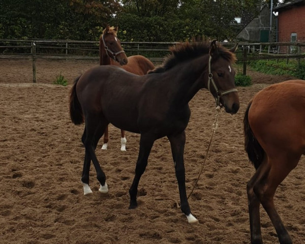 dressage horse San Amour/Batida Dance (Hanoverian, 2023, from San Amour I)