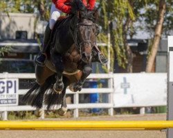 Springpferd Dusty Von Infisser (Deutsches Sportpferd, 2019, von Diarado)